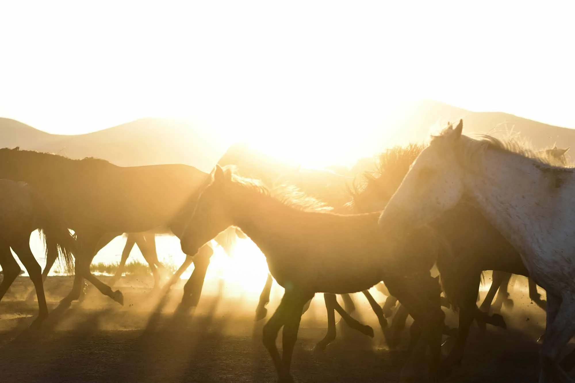 Golden Hour on Horseback in Cappadocia